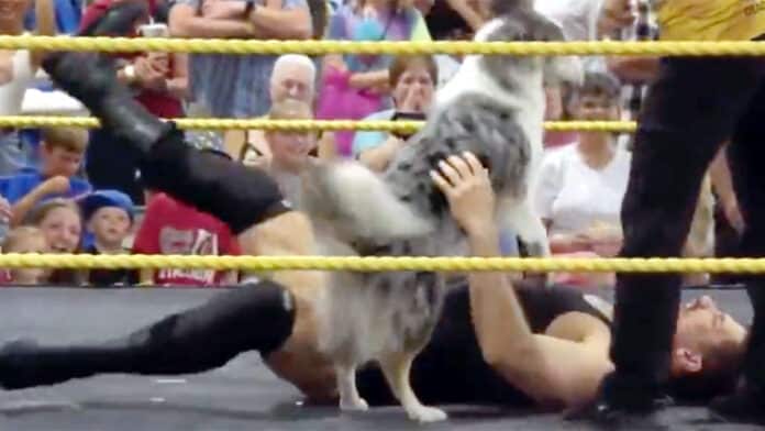 Dog Wrestler